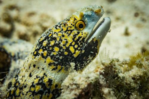 Hotel Forra Dive Resort Sunrise
