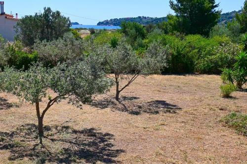 Olive Flavor Sensation Residence At Porto Cheli