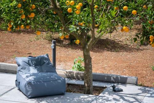 Orange Tree