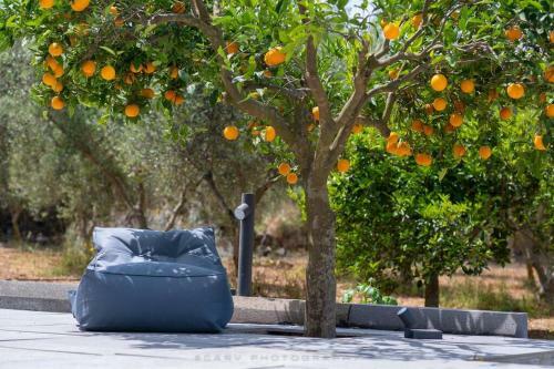 Orange Tree