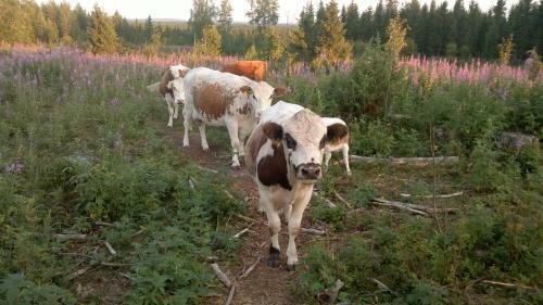 Agroturismo Farmhouse Tervam�ki
