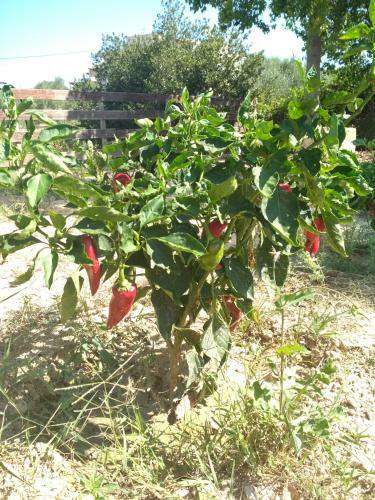Agroturismo Eden Garden Villa