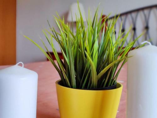 Apartamento Aloe Residents