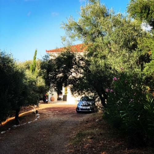 Kyparissia De Wandelboom