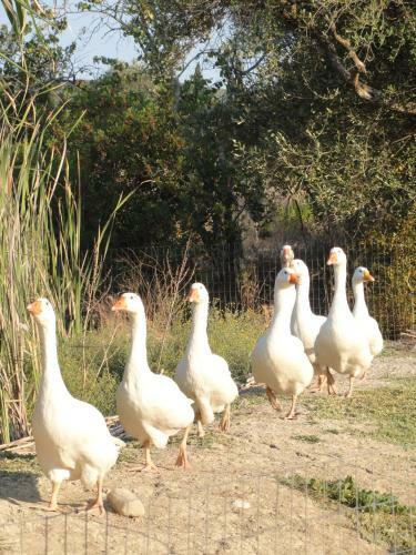 Agroturismo Aroggia Farm