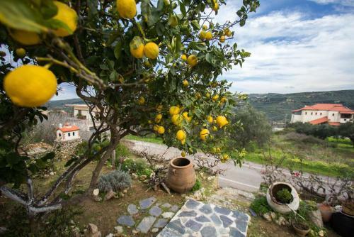 Traditional Family Cretan Home!