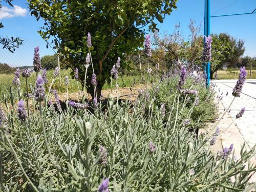 Rita Mare Seafront Villas