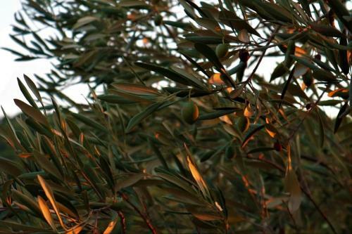 Wood & Stone Dream View House A