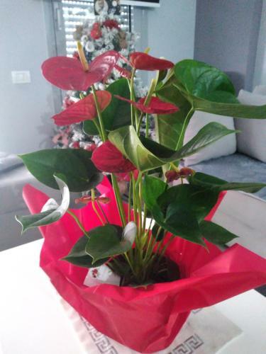 Apartamento Tolka's Home