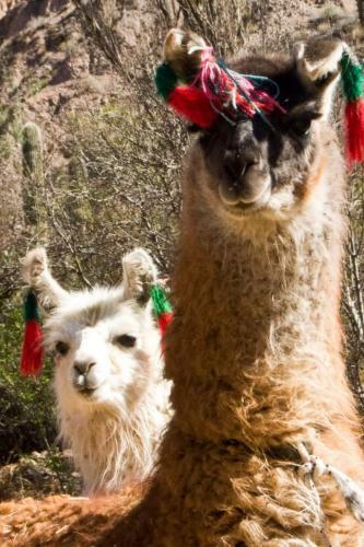 Agroturismo Rancho Andino Con Corral De Llamas