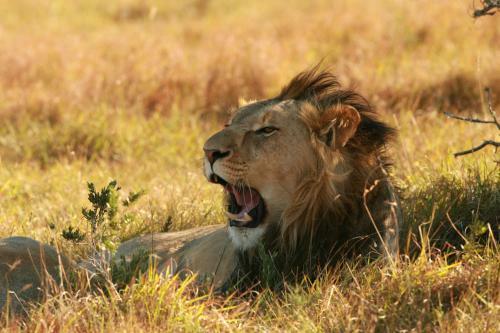 Lalibela Game Reserve Tree Tops Safari Lodge