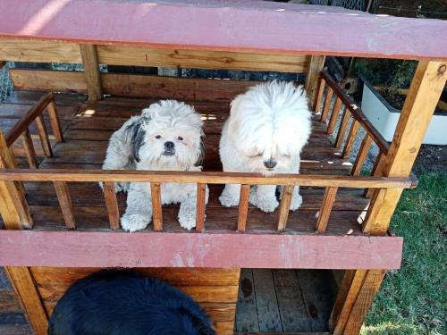 Hostal Hotel Para Perros Dog Season S