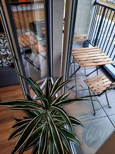 Apartament 66 Zator