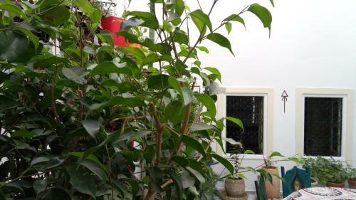 Hostal El Patio Courtyard House