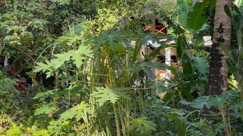 Hotel Atii Garden Bungalows