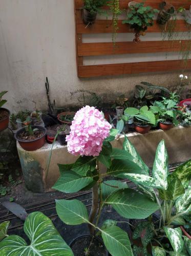Bed & Breakfast Alojamiento Familiar Orquide@s