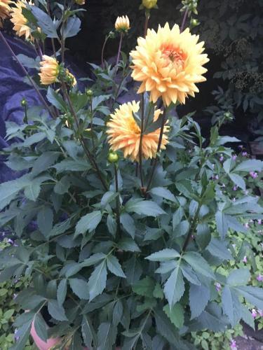 Hotel Fonda Muntanya