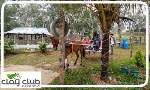 Clay Club Farm Stay