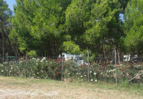 Agricampeggio La Pineta