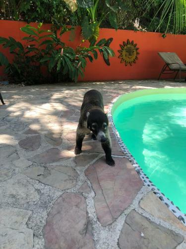 Hotel El Peque�o Gecko Verde
