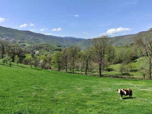 Bed & Breakfast Apatments Radoja - Pliva