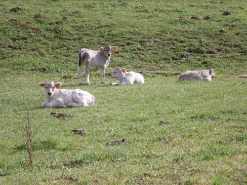Apartamento Turisme Rural Lo Pall� De Cal Bosch