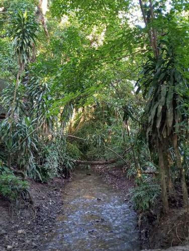 Jungle Lodge- Casa Caracoles-feeling Trees
