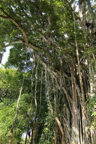 Jungle Lodge- Casa Caracoles-feeling Trees