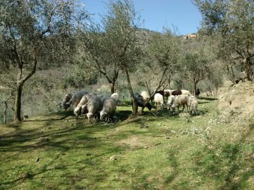 Agroturismo Agriturismo Borgo Mocale