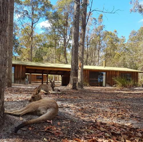 Lodge Woodbine Park Eco Cabins