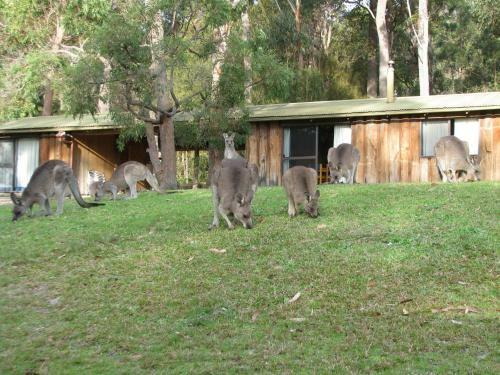 Lodge Woodbine Park Eco Cabins