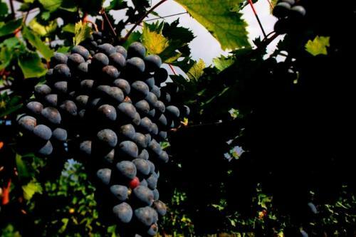 Agroturismo Dimora Del Bugiardo