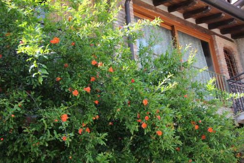 Bed & Breakfast Il Melograno