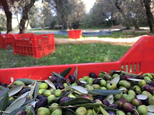 Agroturismo Casale Il Poggetto