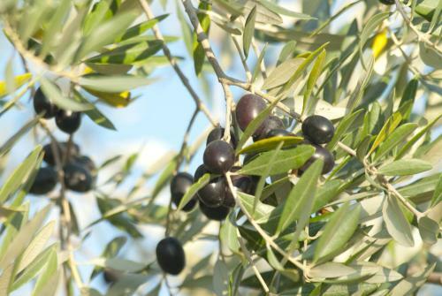 Agroturismo Casale Il Poggetto