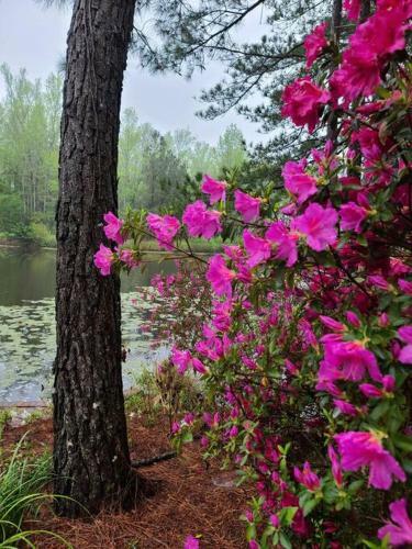 Peaceful Cabin On Private Pond, Close To Callaway.