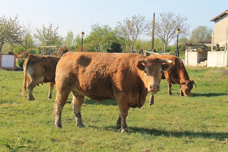 Hostal Agroturismo La Casa Vieja