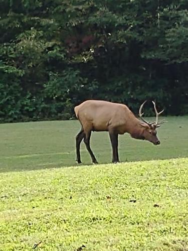 Apartamento 63 Smoky Mountain Elk Lodge