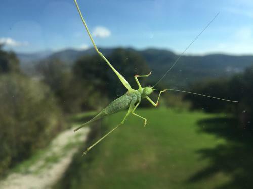 Agroturismo La Vecchia Quercia