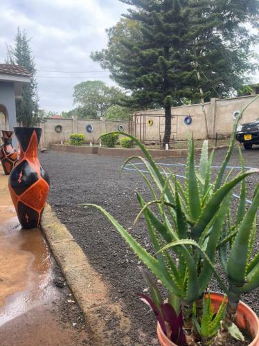 Asante Hostel