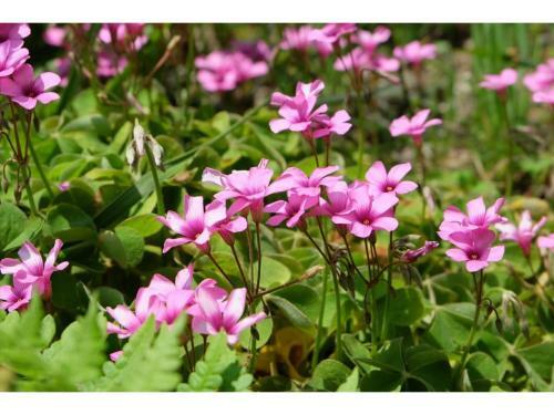 Cottage Hidamari - Vacation Stay 05576v