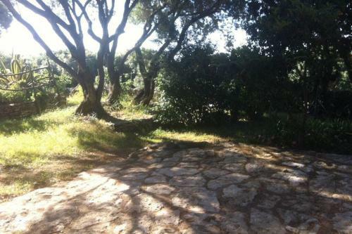 Bonifacio,studio Ind�pendant, Sous Les Oliviers