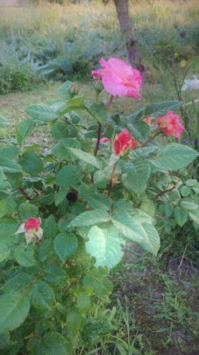 Bed & Breakfast Casale Della Rosa