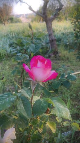 Bed & Breakfast Casale Della Rosa