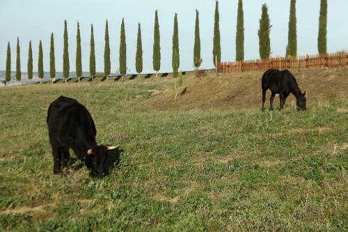 Agroturismo La Tana Del Bianconiglio