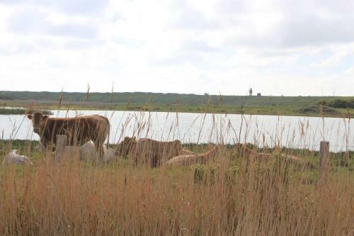 Knusse Vakantie Woning 2b