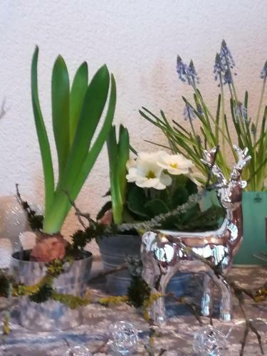 Apartamento Ferienwohnung Hasenfratz