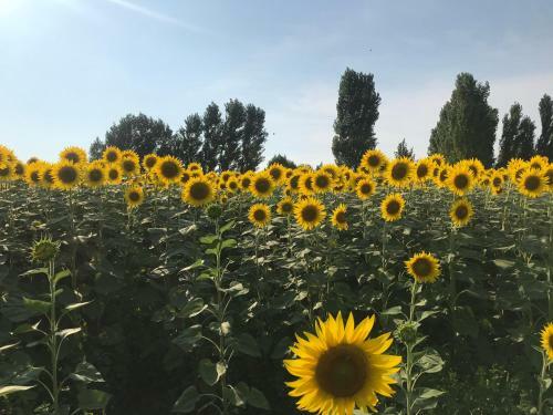 Apartamento Fattoria Il Giardo