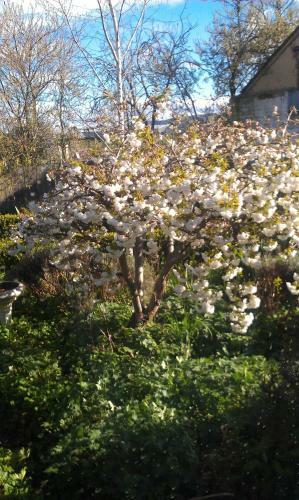 Bed & Breakfast Ivy On Glenelg