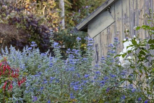 Lavender Cottage